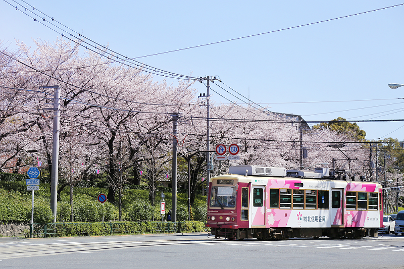 東京・北区飛鳥山を背景に路面を走るラッピング電車「城北信用金庫号」