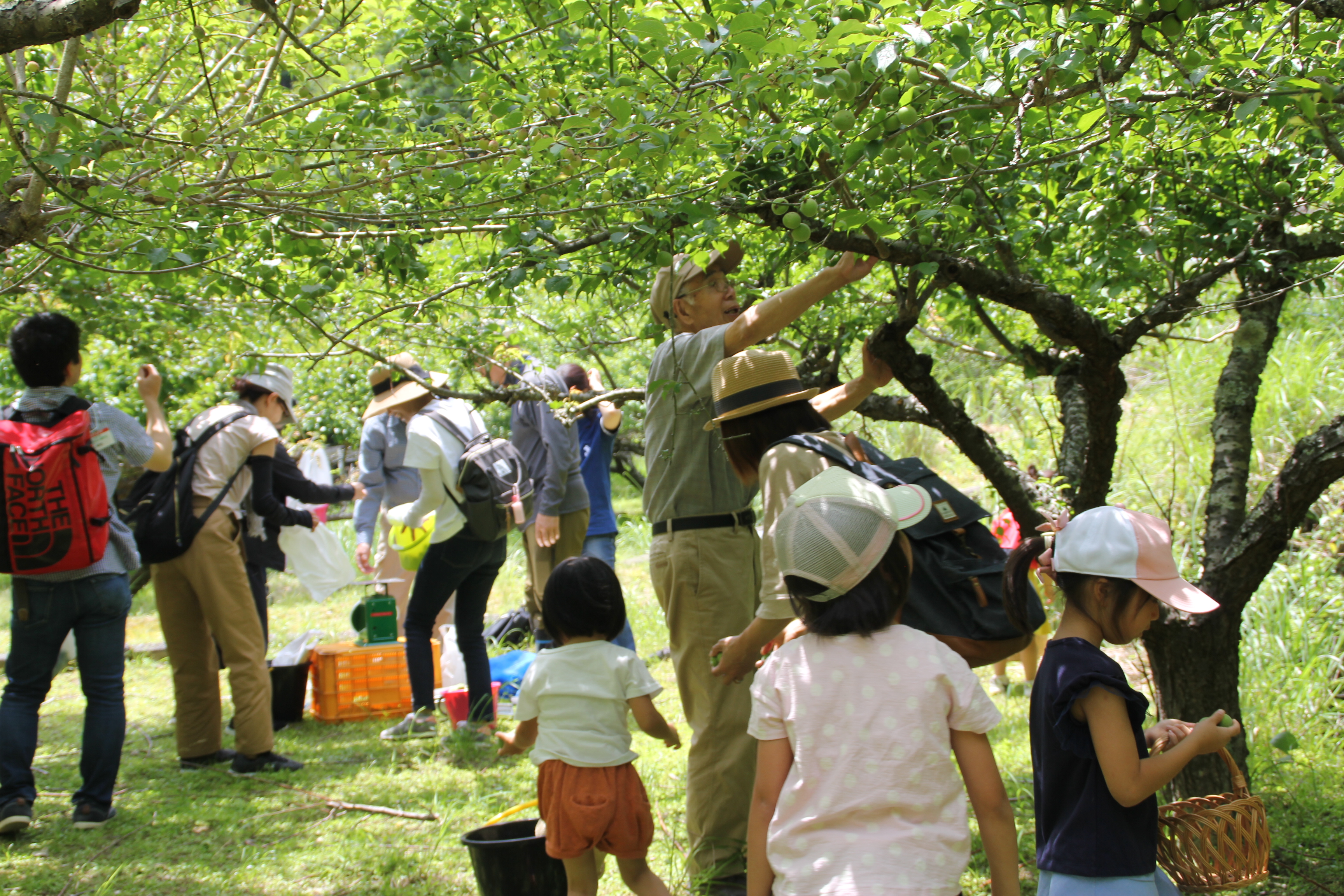 南高梅などの品種を無農薬無施肥で栽培。子供も手を伸ばせば手が届き、家族連れに人気