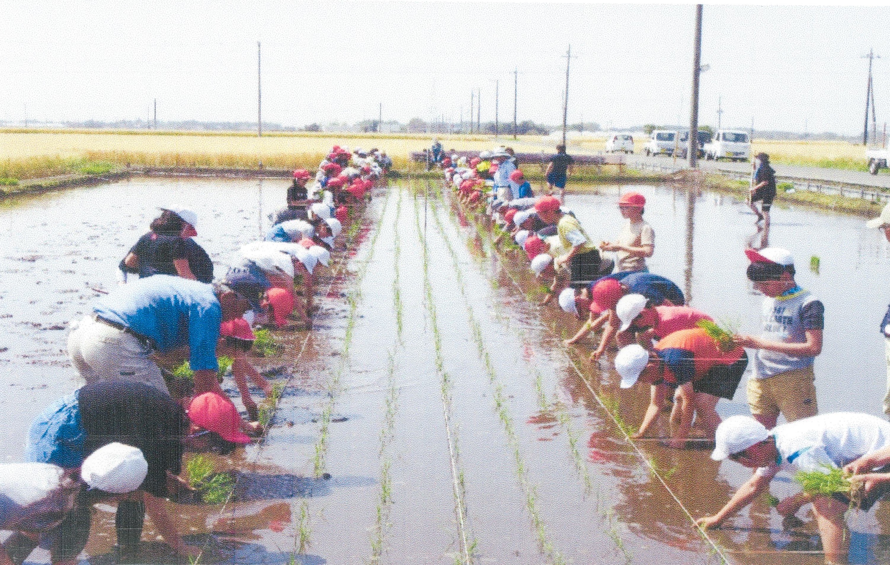 地元小学生の田植えを支援